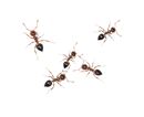 Wat zijn de verwachtingen met een mierenbestrijding